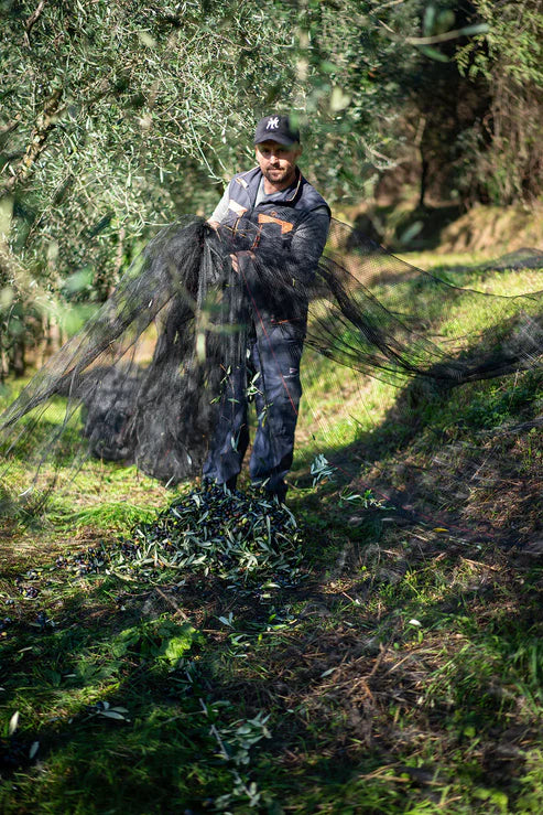 Made by Mama IL PRIMO - EKSTRAORDINÆR EKSTRA JOMFRUOLIE 500 ML