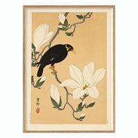 Myna bird on magnolia branch - 50 x 70 cm. inkl. egetræsramme
